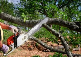 Best Tree Trimming and Pruning  in Geneseo, IL